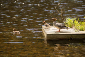 Mergus Merganser, adult female, chicks, swimming, lake, Finland Mergus Merganser, adult female, chicks, swimming, lake, Finland