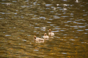 Mergus Merganser, chicks, swimming, lake, Finland Mergus Merganser, chicks, swimming, lake, Finland