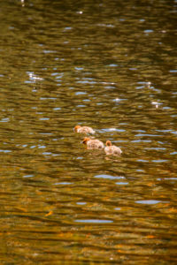 Mergus Merganser, chicks, swimming, lake, Finland Mergus Merganser, chicks, swimming, lake, Finland