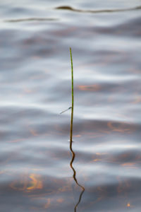 Coenagrionidae on a reed, lake surface background Coenagrionidae on a reed, lake surface background