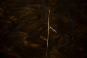 Coenagrionidae on a reed, dark lake surface background Coenagrionidae on a reed, dark lake surface background