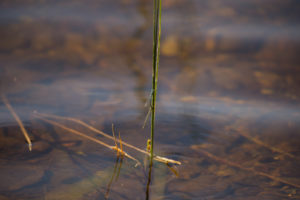 Coenagrionidae on a reed, lake surface background Coenagrionidae on a reed, lake surface background