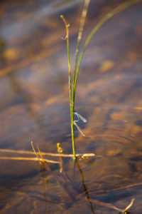 Coenagrionidae on a reed, lake surface background Coenagrionidae on a reed, lake surface background