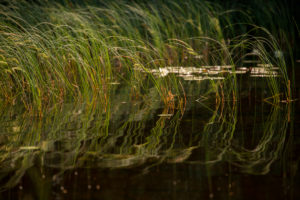 Reflections of reeds on lake surface Reflections of reeds on lake surface