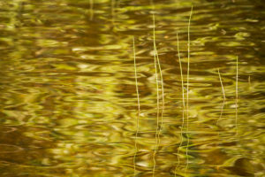 Reflections on lake surface, summer scene Reflections on lake surface, summer scene