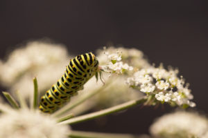 Papilio machaon larva on apiaceae plant, dark nature background Papilio machaon larva on apiaceae plant, dark nature background