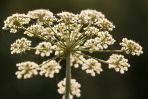 Apiaceae plant, white flowering, dark background Apiaceae plant, white flowering, dark background