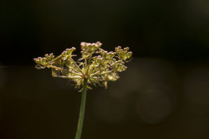 Apiaceae plant against dark background Apiaceae plant against dark background