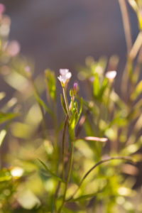 Close-up of tiny flowers, bokeh nature background Close-up of tiny flowers, bokeh nature background