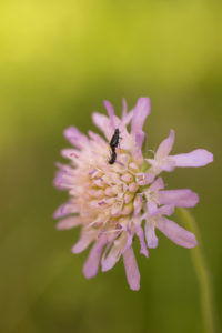 Insects on flower top, green natural background Insects on flower top, green natural background