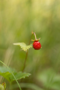 Wild strawberry, ripe berry, green natural background Wild strawberry, ripe berry, green natural background
