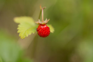 Wild strawberry close-up, natural environment background Wild strawberry close-up, natural environment background