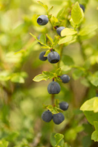Blueberry twig with ripe berries, natural environment background, Finland Blueberry twig with ripe berries, natural environment background, Finland