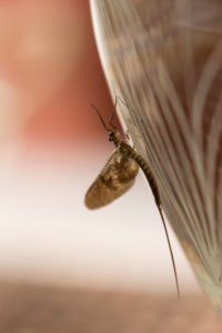 Mayfly (disambiguation) close-up on glass vase surface Mayfly (disambiguation) close-up on glass vase surface