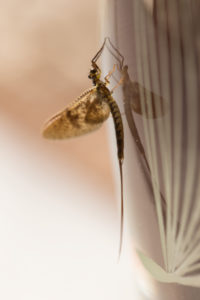 Mayfly (disambiguation) with reflection on glass vase surface Mayfly (disambiguation) with reflection on glass vase surface