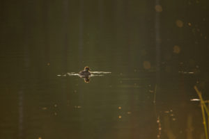 Golden Eye chick, scene on the lake at evening Golden Eye chick, scene on the lake at evening