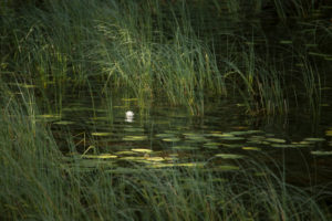 White water lily flower on dark lake surface, summer scenery White water lily flower on dark lake surface, summer scenery
