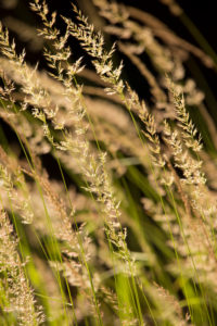 Hays in close-up, dark natural background Hays in close-up, dark natural background