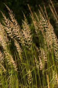 Hays on dark background, natural environment Hays on dark background, natural environment