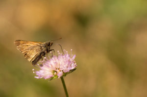 Butterfly on Flower top, natural blurred background Butterfly on Flower top, natural blurred background