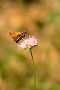 Butterfly on Flower, natural background Butterfly on Flower, natural background