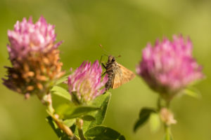 Butterfly on Red clover, natural environment Butterfly on Red clover, natural environment