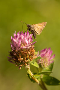 Butterfly on Red clover, natural green blurred background Butterfly on Red clover, natural green blurred background