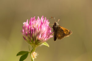 Butterfly on red clover, natural brownish background Butterfly on red clover, natural brownish background