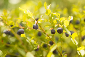 Blueberry twigs with ripe blueberries, summer, forest, Finland Blueberry twigs with ripe blueberries, summer, forest, Finland