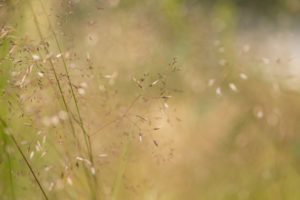 Closeup of Hay, summer scenerym hays landscape Closeup of Hay, summer scenerym hays landscape