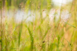 Hays Landscape, summer scenery Hays Landscape, summer scenery