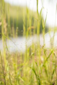 Hays Landscape, Summer scenery Hays Landscape, Summer scenery
