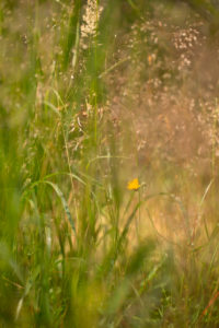 Yellow wild flower with hays, summer scenery Yellow wild flower with hays, summer scenery