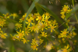 Yellow Flowers, Solidago virgaurea, natural environment Yellow Flowers, Solidago virgaurea, natural environment