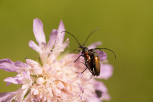 Overlapping Insects on Flower, nature green background Overlapping Insects on Flower, nature green background