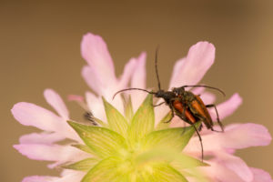 Overlapping Insects on Flower Petals in Close-up Overlapping Insects on Flower Petals in Close-up