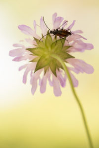 Close-up of Insect on Flower petals Close-up of Insect on Flower petals