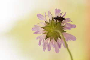 Insects on flower petals, summer scene Insects on flower petals, summer scene