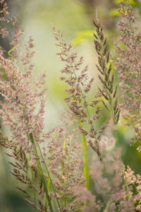 Closeup of Hays, summer scene, natural background Closeup of Hays, summer scene, natural background