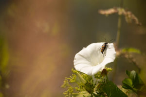 Insect on a white flower petal, nature brownish background Insect on a white flower petal, nature brownish background