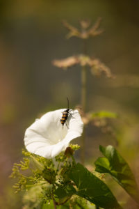 Insect on a white petal, closeup, nature background Insect on a white petal, closeup, nature background