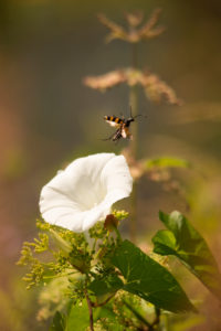 White Ipomoea Flower Insect Natural Nature Background White Ipomoea Flower Insect Natural Nature Background