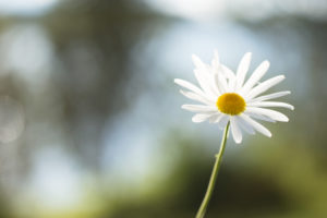 Daisy flower, nature bokeh background Daisy flower, nature bokeh background