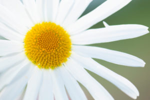Close-up of Daisy flower, nature green background Close-up of Daisy flower, nature green background