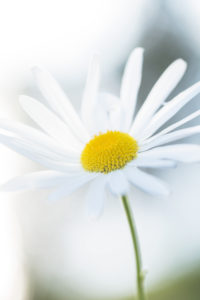 Daisy, Flower, Close-up, Natural, Background Daisy, Flower, Close-up, Natural, Background