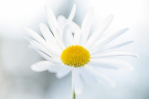 Daisy Flower, closeup, light blue nature background Daisy Flower, closeup, light blue nature background
