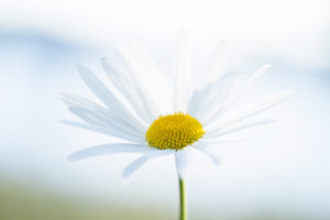 Daisy Flower, close-up, natural outdoor background Daisy Flower, close-up, natural outdoor background