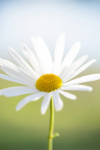 Daisy, flower, close-up, natural background Daisy, flower, close-up, natural background