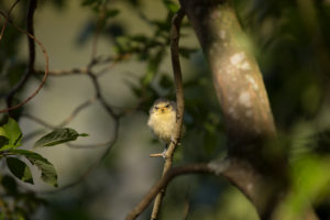 Blue tit (Cyanistes caeruleus) chick, tree branch, Finland Blue tit (Cyanistes caeruleus) chick, tree branch, Finland
