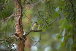 Blue tit (Cyanistes caeruleus) chick, pine tree branch, Finland Blue tit (Cyanistes caeruleus) chick, pine tree branch, Finland